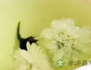 白菊花茶可防治风热感冒