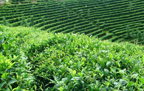 茶叶成分与人体保健关系