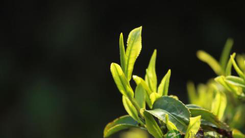 茶多酚的养颜功效介绍