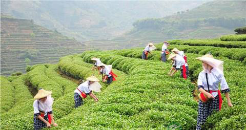 安溪茶可预防食管癌