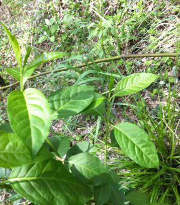 莫干黄芽茶叶作用及功效介绍