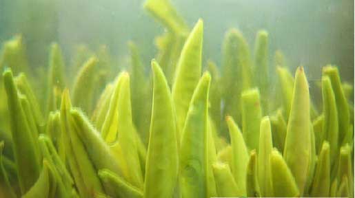 春茶的养生原理及分辨方法