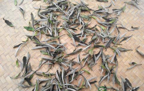 白牡丹功效及作用介绍