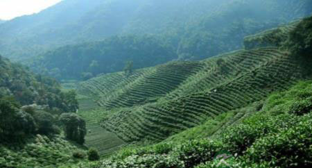 八大茶旅胜地，值得你去看看