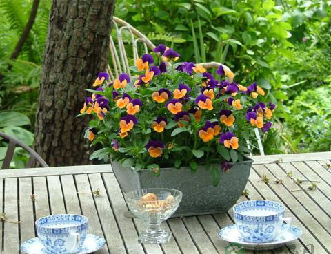 延年茶养生延年益智健脑功效