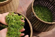 人参叶茶为凉性 无利于健食