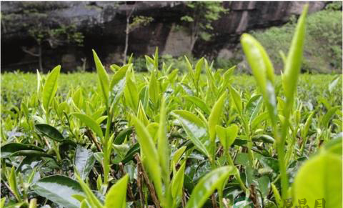 茶饮料难觅茶多酚茶多酚是茶叶里最重要的营养成分