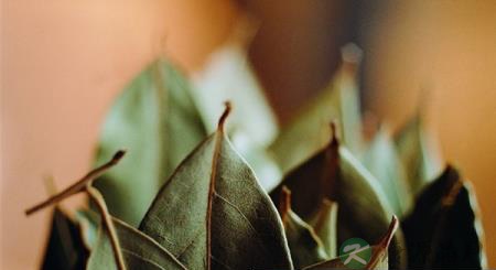 走进古树纯料普洱茶