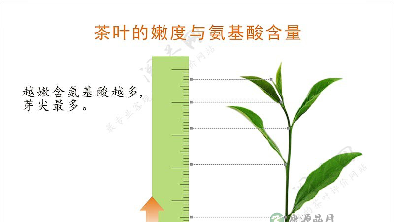茶学小识：过则为灾的氨基酸