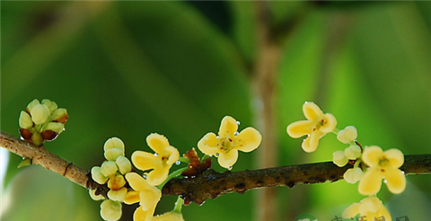 舒肝理气、醒脾开胃 桂花茶的做法