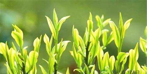 茶叶的保健功能