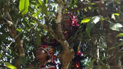 多喝普洱茶能降血压！