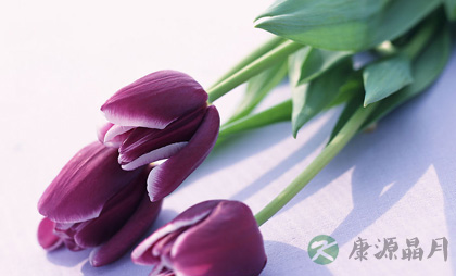 古人春日吃花趣事多