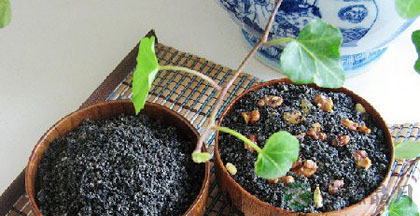 秋季养颜嫩肤的九种食物