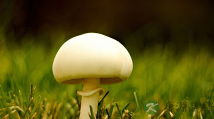 “蘑”出健康 鲜美营养