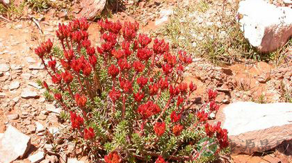 红景天功效作用及吃法