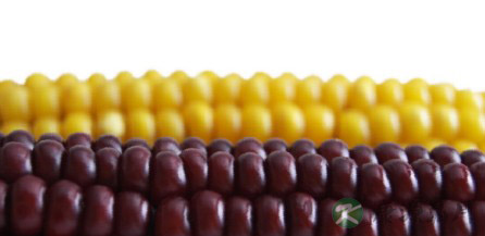 五谷有益五脏：糙米刮油脂