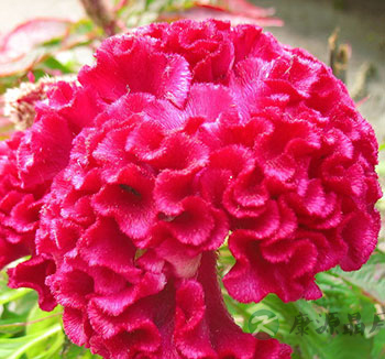 中药养生常识 鸡冠花有什么功效与作用？