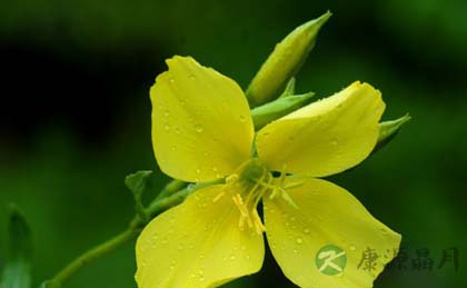 摆放二十八种植物有利旺财旺宅