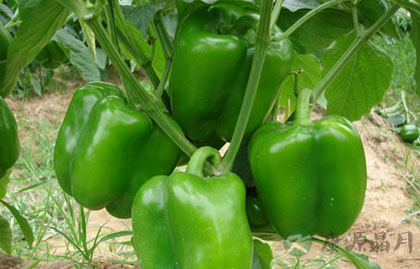 秋季养颜嫩肤的九种食物