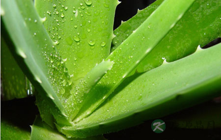 简单的食疗清除顽固的毒素