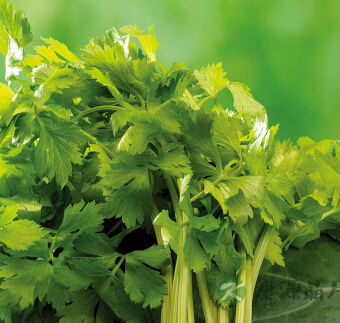 芹菜怎么做好吃 推荐6款芹菜美味食谱