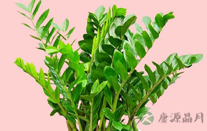 摆放二十八种植物有利旺财旺宅