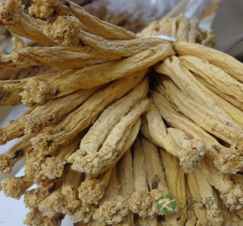 党参泡水喝有什么作用 党参泡水喝的功效