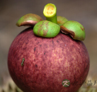 山竹怎么吃 山竹这样吃才美味