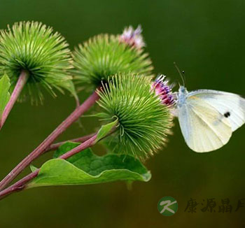 牛蒡子有什么用？ 牛蒡子的功效与作用