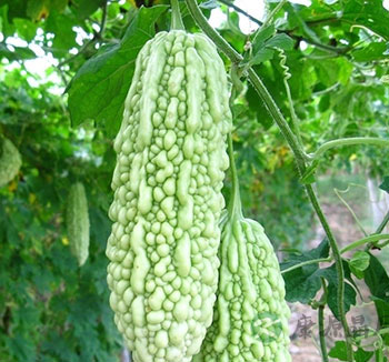 夏季养生排毒吃什么 9大养生食物清热解毒