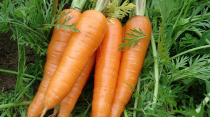 胡萝卜要怎么吃才最有营养呢