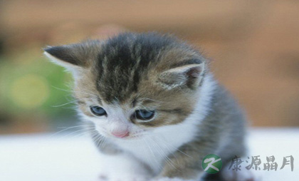 返璞归真：跟着动物学养生