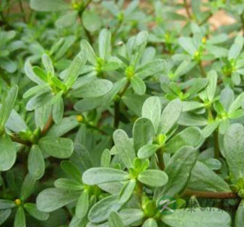 孕妇可以吃茄子吗？盘点孕妇不能吃的蔬菜