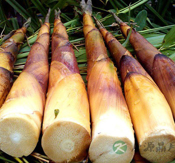 夏季饮食 吃这9种苦味菜帮助消化祛除体热
