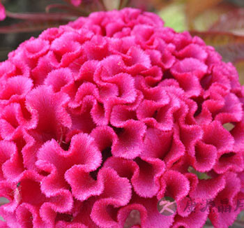 中药养生常识 鸡冠花有什么功效与作用？