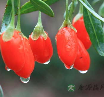 男性饮食健康 盘点男性离不开的8款健康食物