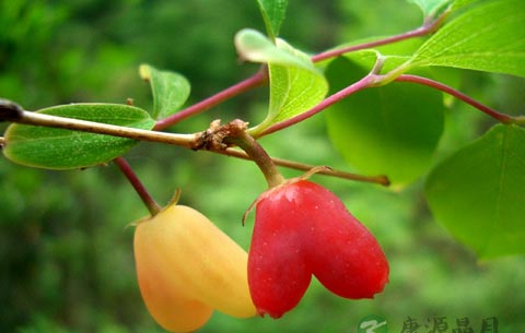 甲醛保鲜蔬菜成行业潜规则 监管空白