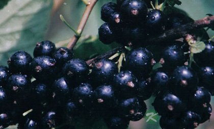 水果的颜色与营养：颜色越深营养越高