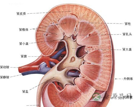 五脏之毒是什么？