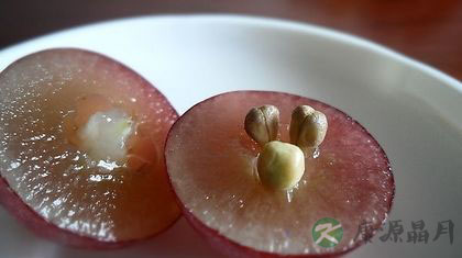 吃葡萄要不要吐葡萄籽