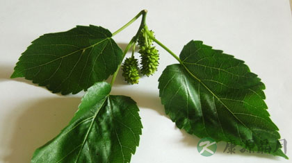 桑叶护眼法 润眼明目缓解疲劳