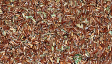 初秋清补滋养多吃粗粮 初秋清补滋养多吃粗粮