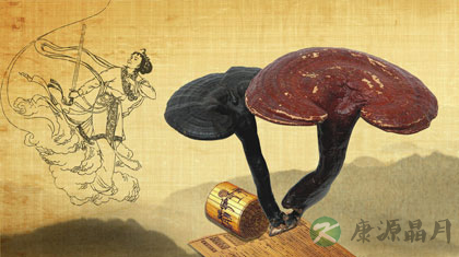 灵芝茶 保肝解毒抗衰老