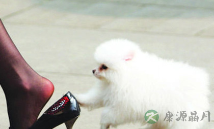 返璞归真：跟着动物学养生