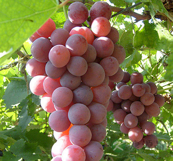 吃葡萄后不能立即喝水 夏季吃葡萄的五注意