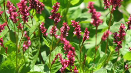 不要把板蓝根当茶饮