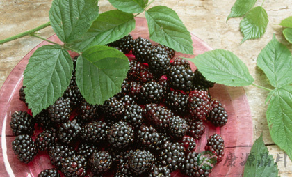 水果的颜色与营养：颜色越深营养越高