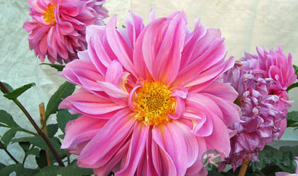 鲜花养生防病功效各不同