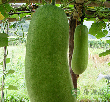 夏季养生饮食 推荐两款清热解暑养生汤